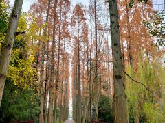 -东平国家森林公园