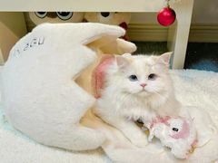 -lincat·猫舍(广州店)