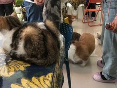 -平行世界·猫咖(首经贸店)