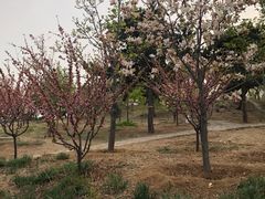 -北京西山国家森林公园