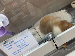 -唐小姐の私宠·宠物洗护美容·撸猫馆·购宠(周浦万达旗舰店)