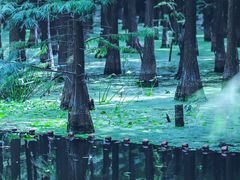 -尚湖风景区