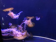 -成都浩海立方海洋公园