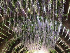 -合肥滨湖国家森林公园