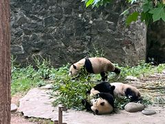 -都江堰中华大熊猫苑