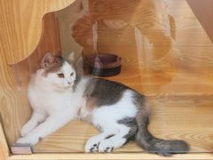 -猫十亿·布偶金渐层·曼基康矮脚猫舍(青年路店)
