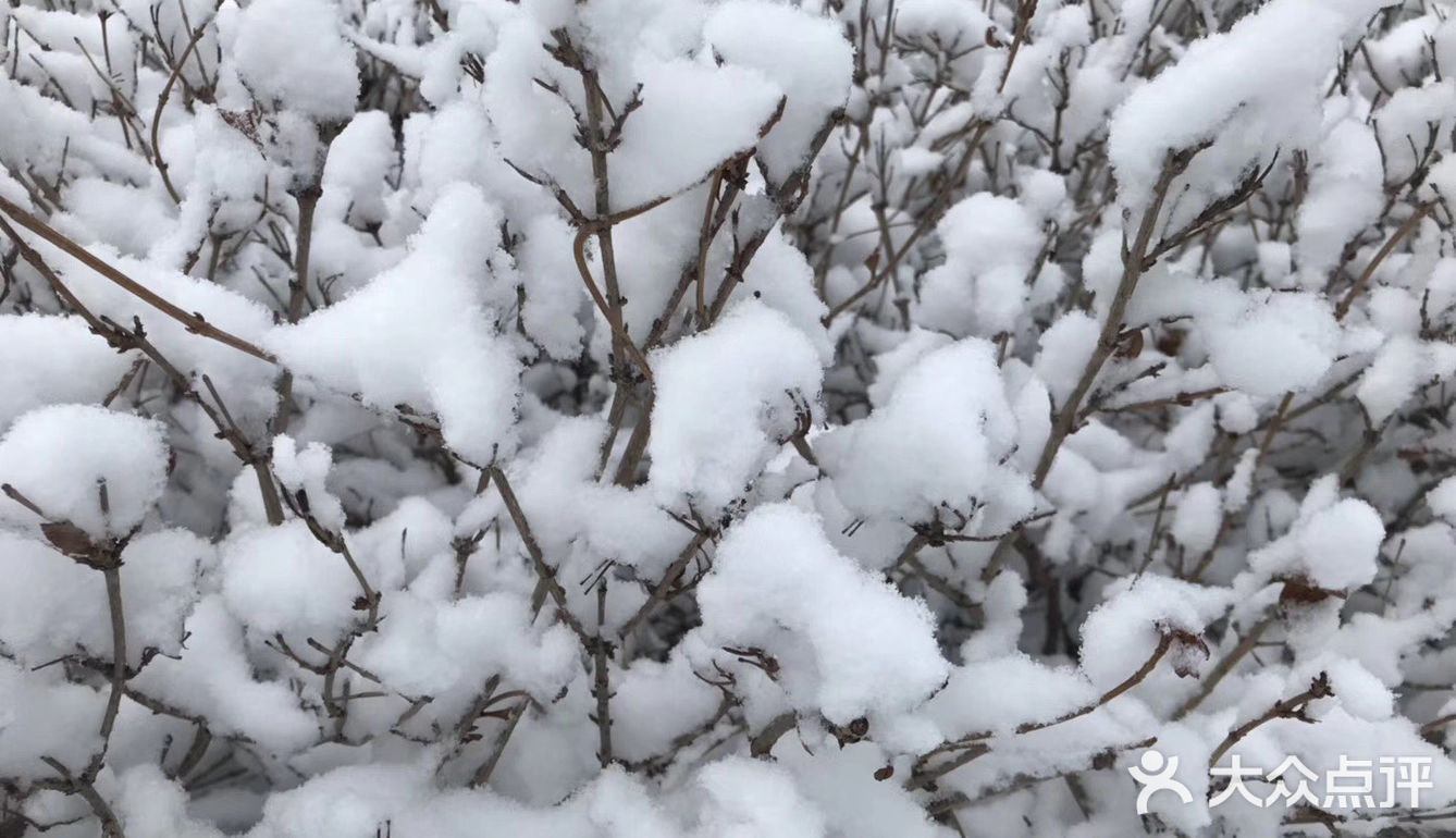 白雪却嫌春色晚，故穿庭树作飞花