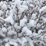 白雪却嫌春色晚，故穿庭树作飞花