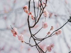 -南京古林公园