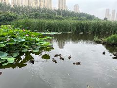 -前关湿地公园