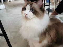 -more than meow吴止猫主题餐厅(承德 中船汇店)