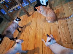 -Cappucimeow猫咪咖啡馆(韦伯时代店)