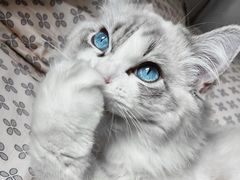 -Bastet sally猫舍购宠(静安店)