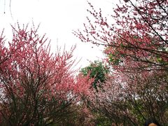 -南山植物园