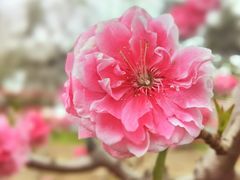 -海棠花溪(元大都城垣遗址公园)