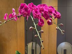 -桃花源中餐厅(金茂豪华精选酒店)