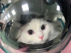 -北京观赏动物医院·24小时大型综合·猫专科·异宠专科