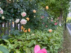 -杭州观成实验学校