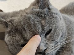 -飞行喵MR PILOT|猫舍·猫咖(静安大融城店)