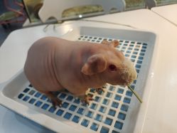 -Moni星球萌宠·小马宝莉·灵蛇·高端高阶全萌宠互动体验俱乐部(红豆国际广场店)