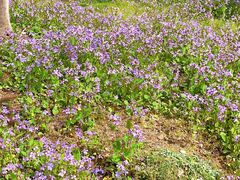 -白塘生态植物园