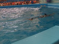 -尼莫海豚馆