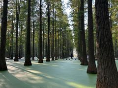 -渌洋湖湿地公园