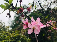 -广州市帽峰山景区