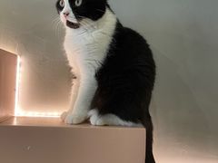 -猫儿山۰猫主题餐厅