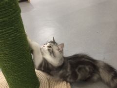 -飞行喵MR PILOT|猫舍·猫咖(静安大融城店)