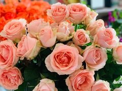 -SONGUOLIFE松果咖啡(七莘路店)