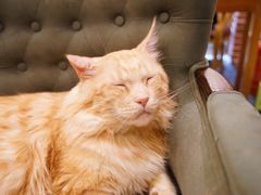 -猫小院猫主题餐厅(南锣旗舰店)