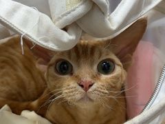 -宠物星动物医院·眼科·异宠·猫科(江南大道总院)