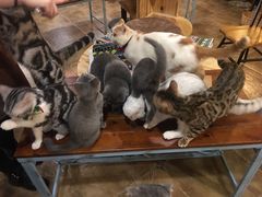 -共舞时光猫咖·狗咖(新街口店)