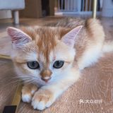 杭州探店 | ‼️靠！怎么会有这么粘人的小奶猫