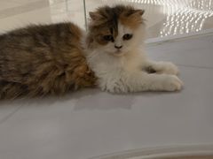 -COLOR PETS 撸猫馆·购猫·猫咖(长风大悦城店)