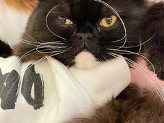 -猫腻·猫咖·撸猫馆(星光大道店)