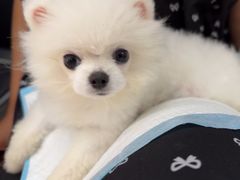 -瑞派·关忠动物医院·猫专科·犬专科(三环新城店)