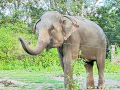 -清迈夜间动物园