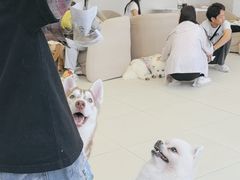 -怪兽屋·羊驼·猫咖·狗咖(俊华广场店)