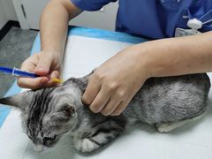 -东莞宠友24H宠物中心医院·转诊夜诊·异宠(新河北路院)