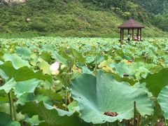 -靖西鹅泉风景区