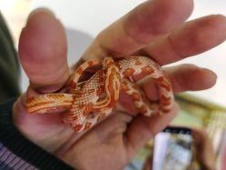 -Moni星球萌宠·小马宝莉·灵蛇·高端高阶全萌宠互动体验俱乐部(红豆国际广场店)