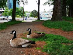 -Canada Goose Vancouver