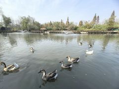 -溱湖国家湿地公园