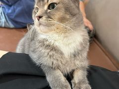 -MOCHA明星猫咖(田子坊店)