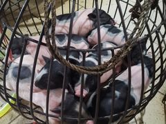 -黄记四更烤乳猪店