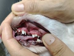 -乐琪宠物医院·犬猫专科·骨外科·急重症