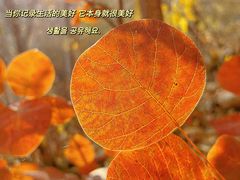 -北京凤凰岭