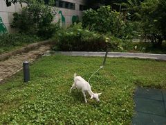 -上海佘山世茂艾美酒店